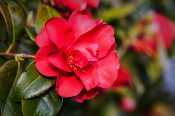 Obraz na płótnie Canvas Close up of a Beautiful Red (Camellia) Flower on a Tree during spring time.