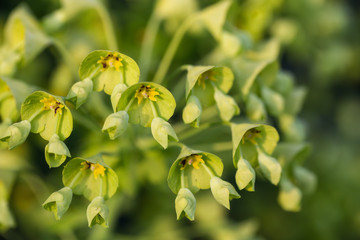 Close up macro picture of beautiful green flowers blossoming during spring time.