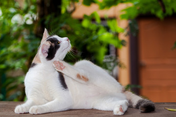 cat litter are playing on table.