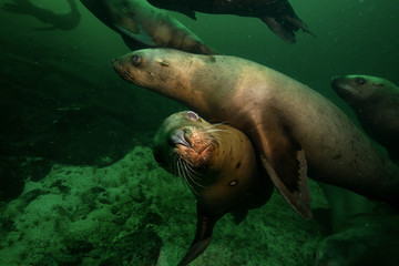 Young group of Sea Lions swimming underwater. Picture taken in Pacific Ocean near Hornby Island, British Columbia, Canada.