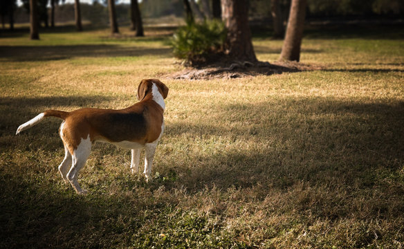 Beagle Spots Something