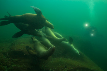 Fototapeta na wymiar A herd of young sea lions swimming underwater in Pacific Ocean with a scuba diver in the background. Picture taken in Hornby Island, BC, Canada.