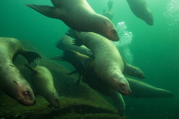 Naklejka premium Herd of Sea Lions swimming underwater. Picture taken in Pacific Ocean near Hornby Island, BC, Canada.