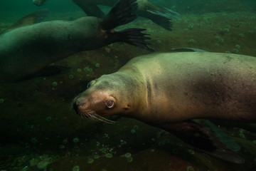 Close up of a young and cute Sea Lion. Picture taken in Pacific Ocean near Hornby Island, BC, Canada.