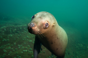 Fototapeta premium Close up portrait picture of a cute sea lion. Picture taken in Pacific Ocean near Hornby Island, BC, Canada.