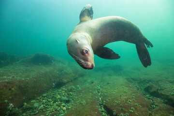 Obraz premium A close up picture of a cute Sea Lion swimming underwater. Picture taken in Pacific Ocean near Hornby Island, British Columbia, Canada.