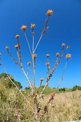 Macchia mediterranea