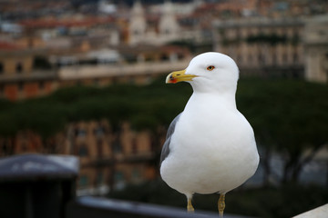 Seagull