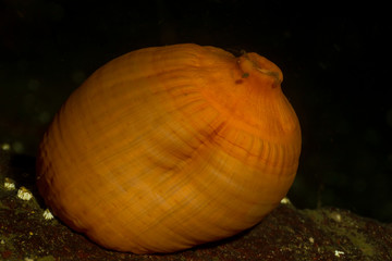 Macro Picture of Anemone in Pacific Northwest Ocean. Picture taken in Tuwanek, Sunshine Coast, British Columbia, Canada.