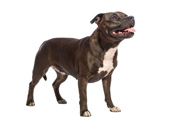 cute pitbull dog standing isolated on white background 
