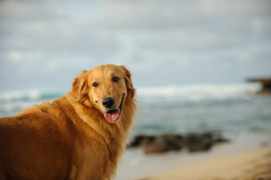 Golden Retriever dog outdoor portrait on sand beach looking back Stock Photo | Adobe Stock Golden Retriever dog outdoor portrait on sand beach looking back Stock Photo | Adobe Stock