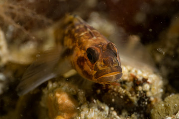 Underwater macro picture of a rock fish. Taken at Coopers Green, Sunshine Coast, British Columbia, Canada.