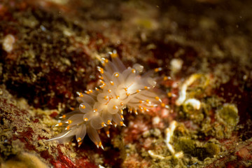 Macro Picture of a Nudibranch in Pacific Northwest Ocean. Picture taken in Whytecliff Park, West Vancouver, British Columbia, Canada.