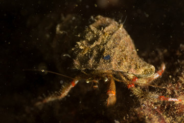 Macro Picture of a small crab inside a shell looking out in Pacific Northwest Ocean. Picture taken in Whytecliff Park, West Vancouver, British Columbia, Canada.