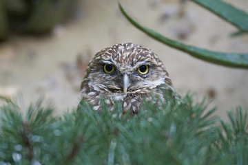 Burrowing owl (Athene cunicularia)