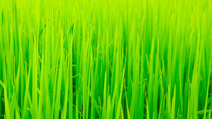 rice field background