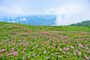 Obraz premium 天空の花園