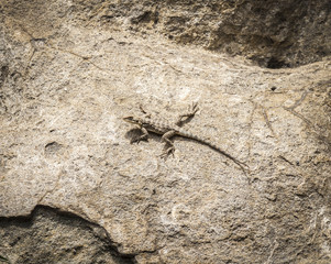 A small lizard sits on the surface of the rocks.