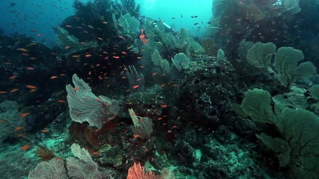 Scuba diving over huge gorgonian sea fan coral at Pulau Weh, Aceh