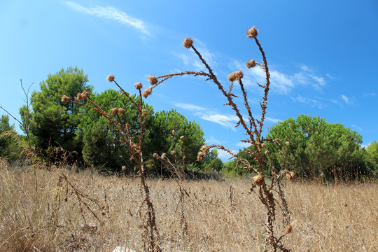 Pineta in Puglia sul Gargano