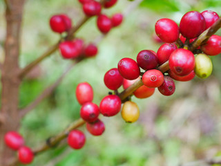 Close up of cherry coffee beans on the branch of coffee plant before harvesting
