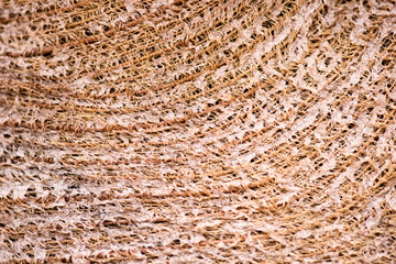 Texture of a bark of a palm tree, a background