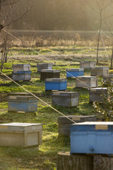 ミツバチの巣箱、縦位置