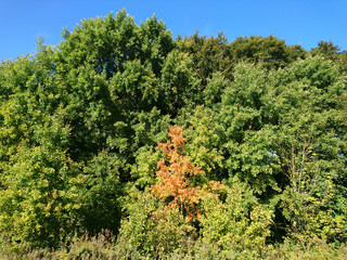 Trees at the beginning of autumn