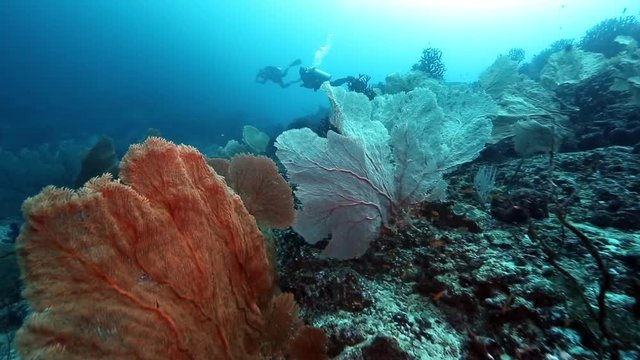 Scuba diving over huge gorgonian sea fan coral at Pulau Weh, Aceh 