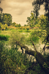 Fototapeta na wymiar Calm river in the summer morning with green trees on background. Toned, style photo.