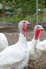 Turkey on a farm , breeding turkeys. White turkey portrait. Flock of Turkeys at the farm. Pasture raised turkey on a farm.