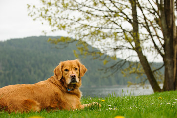 Golden Retriever dog outdoor portrait lying in lake park