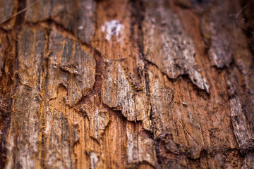 old nature wooden background, texture of bark wood
