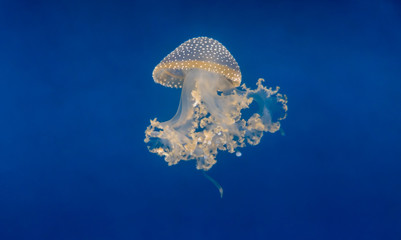 White blue jellyfish in the aquarium.  © vadiml