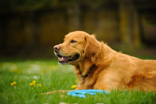Golden Retriever dog outdoor portrait lying in grass with blue toy