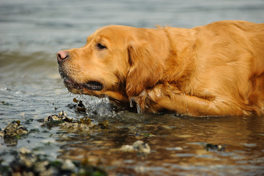 Golden Retriever dog outdoor portrait lying in water