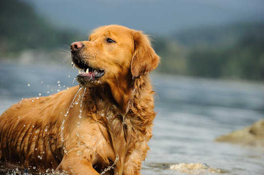 Golden Retriever dog outdoor portrait by lake water