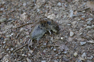 Eine Tote Maus