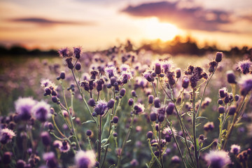 Flowers meadow