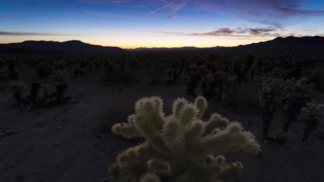 Timelapse: Predawn blue hour with brilliant desert sunrise on cholla cactus in foreground and surrounding garden. Joshua Tree, California