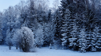 Snowy forest