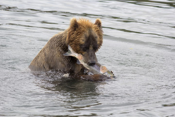 Naklejka premium Brown bear eating a freshly caught fish. Kuril lake, Kamchatka, Russia.