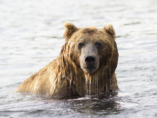 Brown bear in water. Closeup portrait