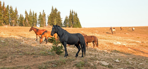 Wild Horses - Black Stallion with herd in the Pryor Mountains Wild Horse Range in Montana United...