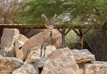 Nubian ibex (Capra nubiana) standing on rocks