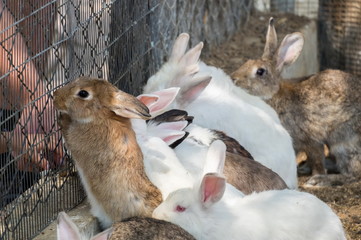 Bunnies area at pets corner