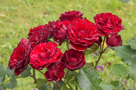 Красные розы (вид с боку)
Red roses