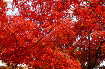 秋のイメージ:紅葉