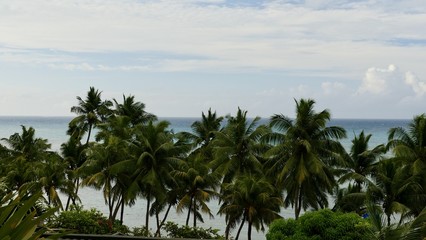 Cocotiers et océan indien, Seychelles 