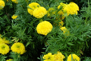 Marigold